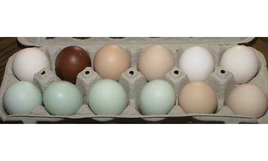 Very Rare Sanjak long crower Kosovo cousin Chicken Hatching Egg 1egg 