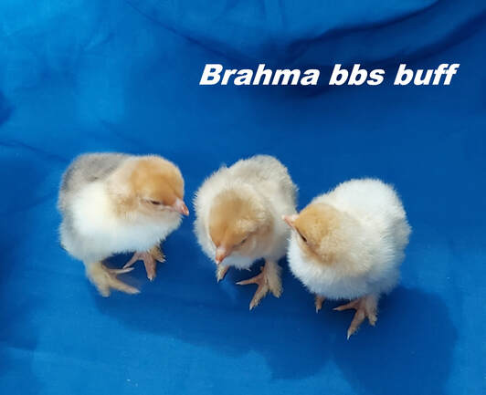 Buff lavender Brahma chicken  Chickens backyard breeds, Brahma