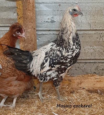 Very Rare Sanjak long crower Kosovo cousin Chicken Hatching Egg 1egg 
